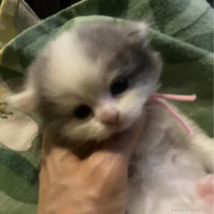 ID:2406-02100の子猫