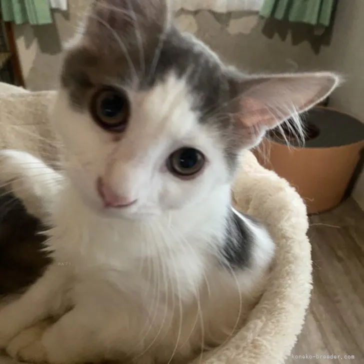 ID：2306-02964の子猫