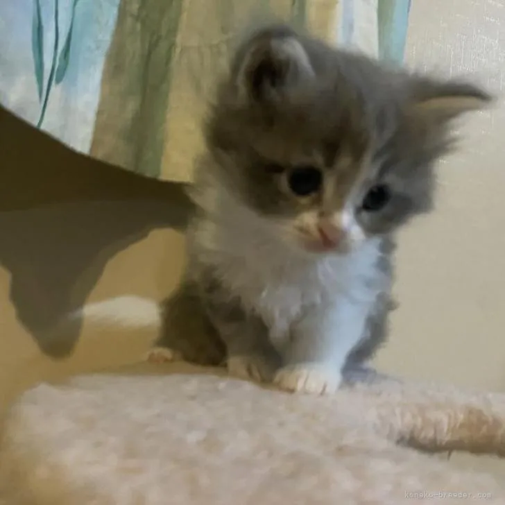 ID：2212-01186の子猫