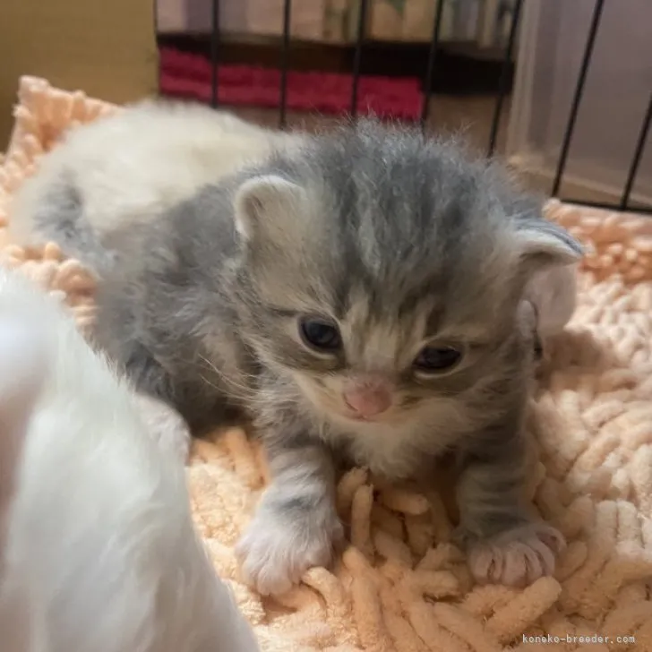 ID:2305-00763の子猫