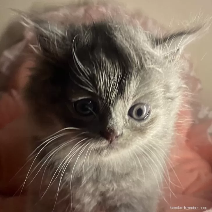 ID:2405-01090の子猫