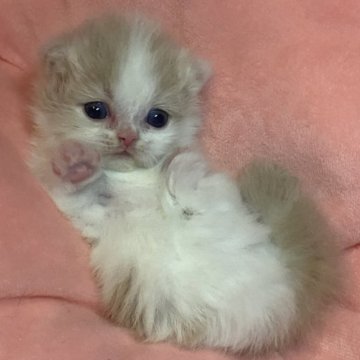 マンチカン(短足)【愛知県・男の子・2023年12月15日・クリーム&ホワイト】の写真「二頭身の短いアンヨの可愛い男の子」