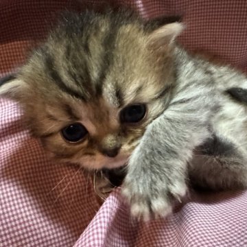ミヌエット(長足)【愛知県・女の子・2024年2月6日・ブラウンタビー】の写真「可愛いお顔しています。」