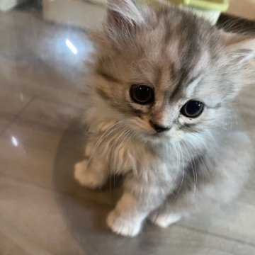 ミヌエット(長足)【愛知県・男の子・2023年8月16日・シューデッドシルバー】の写真「お目々クリクリな可愛い子」