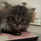 マンチカン(長足)【愛知県・男の子・2024年4月17日・ブラウンタビー】の写真2