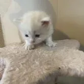 サイベリアン【愛知県・男の子・2023年1月11日・クリーム&ホワイト】の写真2