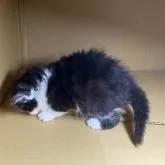 マンチカン(長足)【愛知県・男の子・2023年8月24日・ブラック&ホワイト】の写真2