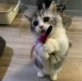 ミヌエット(短足)【愛知県・男の子・2024年2月6日・シルバータビー&ホワイト】の写真2