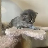 サイベリアン【愛知県・男の子・2023年1月11日・ブルータビー】の写真4