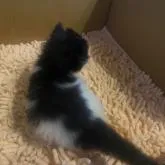 マンチカン(短足)【愛知県・女の子・2022年6月22日・ブラック&ホワイト】の写真4