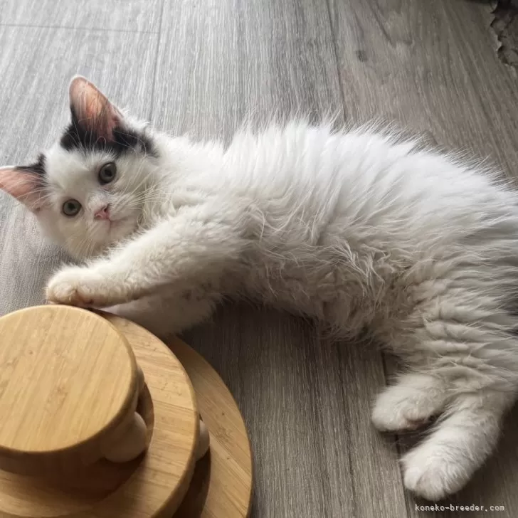 ID：2507-01117の子猫