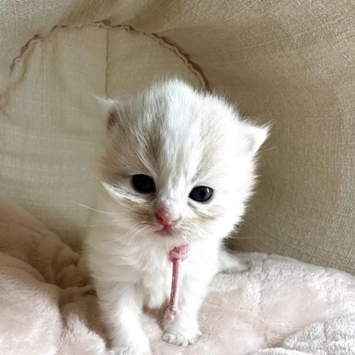 ID:2505-01739の子猫