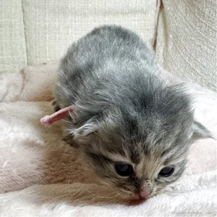 まなと 様のお迎えした子猫