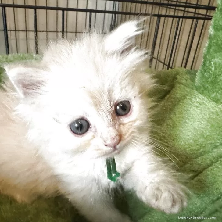 ID：2505-02240の子猫