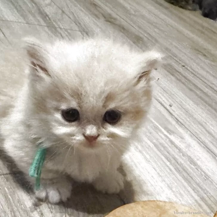 ミヌエット(短足)【愛知県・男の子・2025年6月18日・クリーム&amp;ホワイト】の写真1