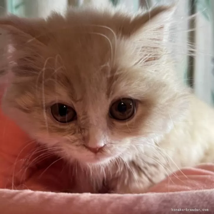 ID:2410-02492の子猫
