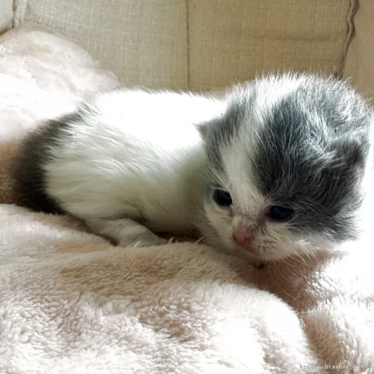 ID：2505-01868の子猫