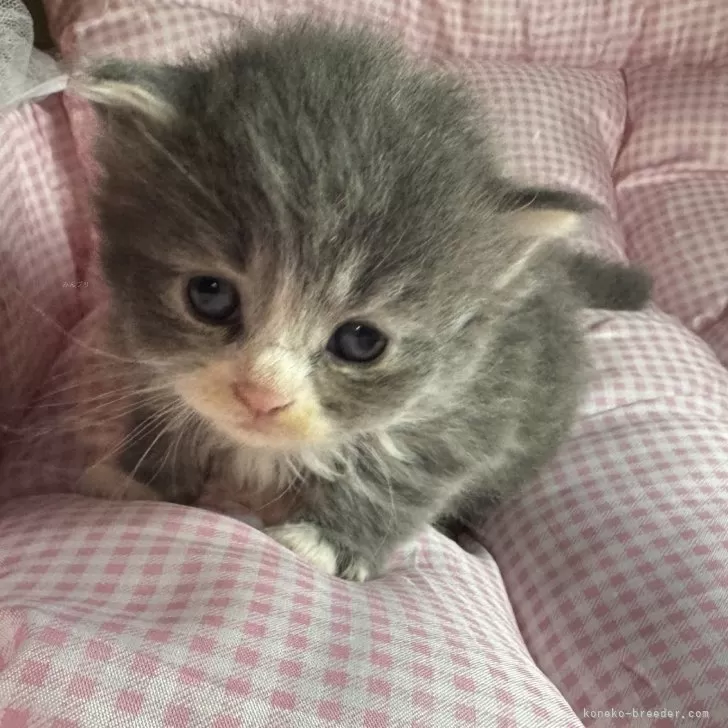 サイベリアンとマンチカンのMIX【愛知県・女の子・2025年9月25日・ブルータビー&amp;ホワイト】の写真1