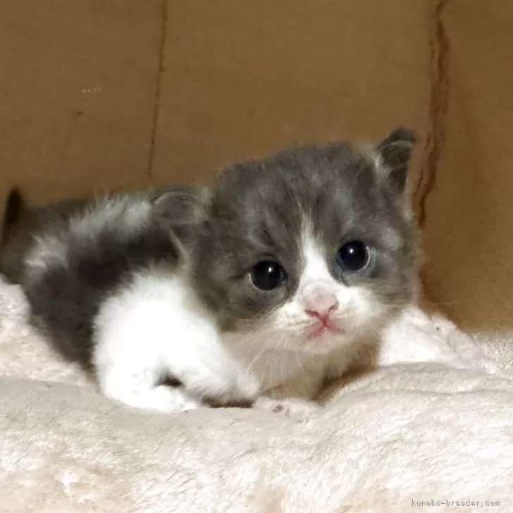 ID：2507-01122の子猫