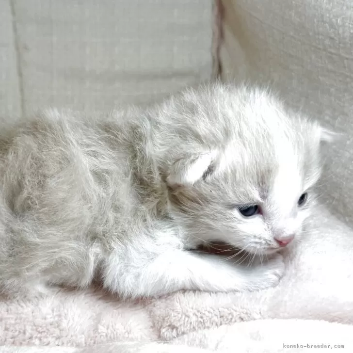 ない君 様のお迎えした子猫