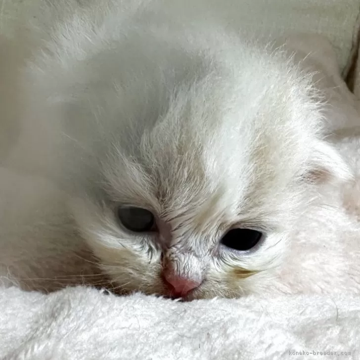 ID：2505-02182の子猫