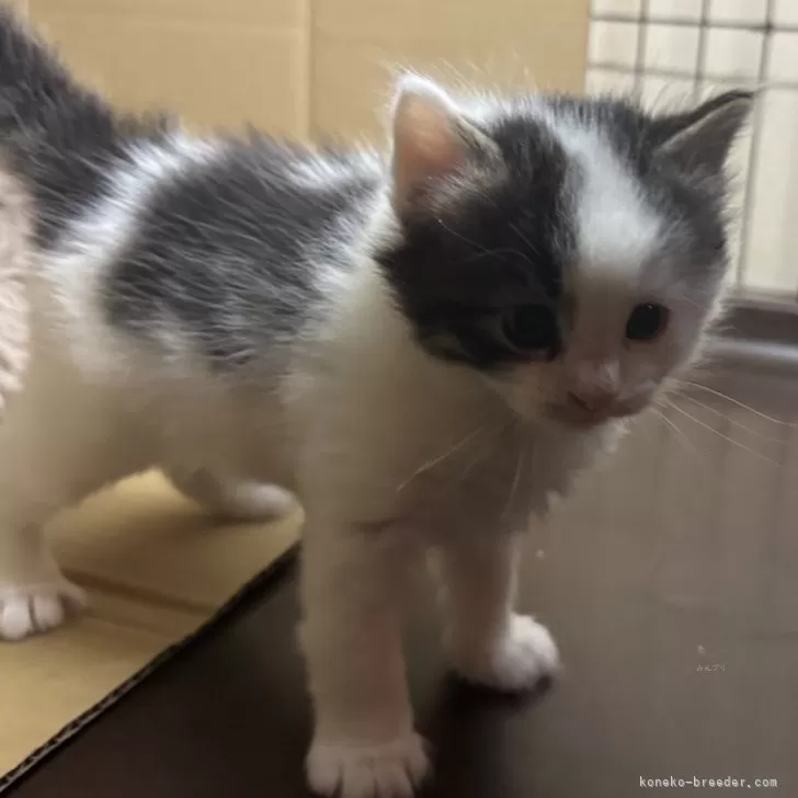 ID：2503-01330の子猫