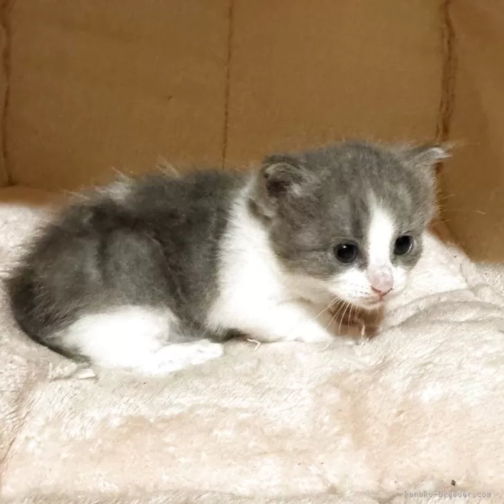 ID：2507-01121の子猫