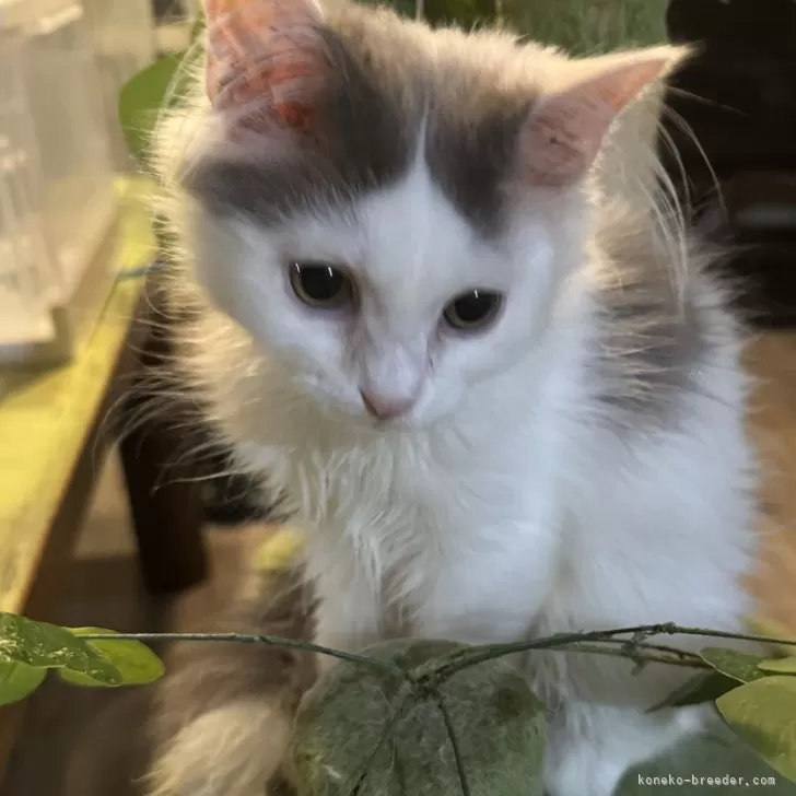 マンチカン(長足)【愛知県・男の子・2025年5月2日・ブルー&amp;ホワイト】の写真1