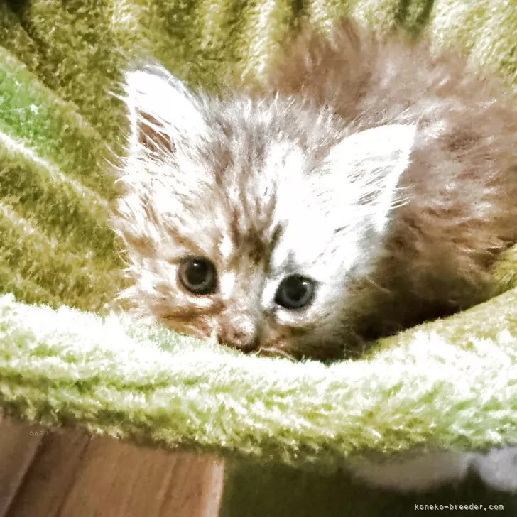 K.F 様のお迎えした子猫