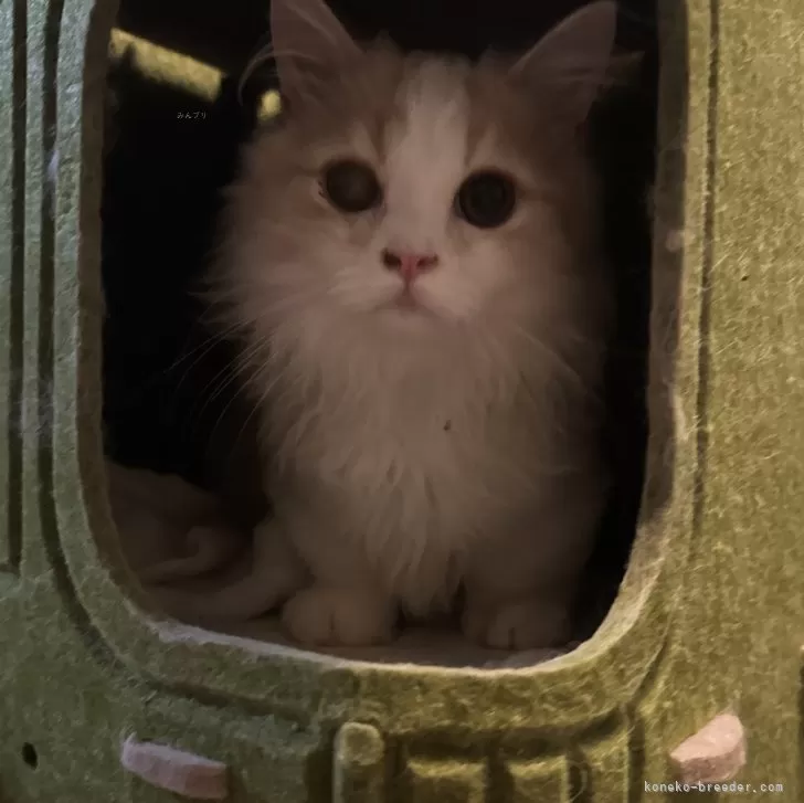 C.K 様のお迎えした子猫