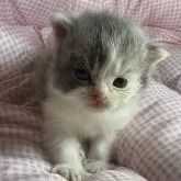 マンチカン(長足)