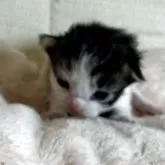 サイベリアンとラグドールのMIX【愛知県・男の子・2025年5月8日・ブラウンタビー&ホワイト】の写真1