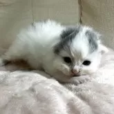 マンチカン(長足)
