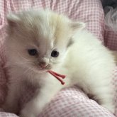 マンチカンとサイベリアンのMIX