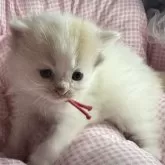 マンチカンとサイベリアンのMIX