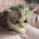 サイベリアンとマンチカンのMIX