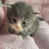 サイベリアンとマンチカンのMIX