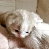 サイベリアン