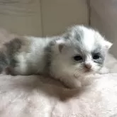 マンチカン(長足)
