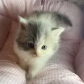 マンチカン(長足)