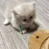 ミヌエット(短足)【愛知県・男の子・2025年6月18日・クリーム&ホワイト】の写真2