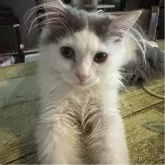 マンチカン(長足)【愛知県・男の子・2025年5月2日・ブルー&ホワイト】の写真2