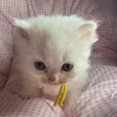 マンチカンとサイベリアンのMIX【愛知県・男の子・2025年9月23日・クリーム&ホワイト】の写真3