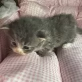 サイベリアンとマンチカンのMIX【愛知県・女の子・2025年9月25日・ブルータビー&ホワイト】の写真3