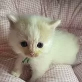 マンチカンとサイベリアンのMIX【愛知県・男の子・2025年9月23日・クリーム&ホワイト】の写真3