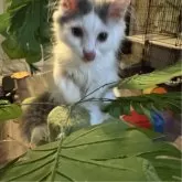 マンチカン(長足)【愛知県・男の子・2025年5月2日・ブルー&ホワイト】の写真3