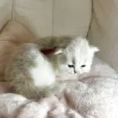 ミヌエット(長足)【愛知県・女の子・2025年4月25日・クリーム&ホワイト】の写真4