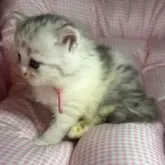 サイベリアンとマンチカンのMIX【愛知県・女の子・2025年9月25日・ブルータビー&ホワイト】の写真4