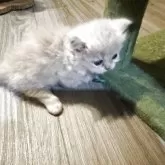 ミヌエット(短足)【愛知県・男の子・2025年6月18日・クリーム&ホワイト】の写真4