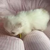 マンチカンとサイベリアンのMIX【愛知県・男の子・2025年9月23日・クリーム&ホワイト】の写真5